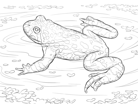 Oriental Fire Bellied Toad Coloring Page